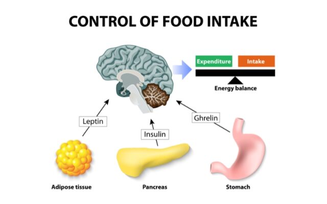 Ghrelin là gì? Tại sao bạn luôn cảm thấy đói dù vừa ăn xong?
