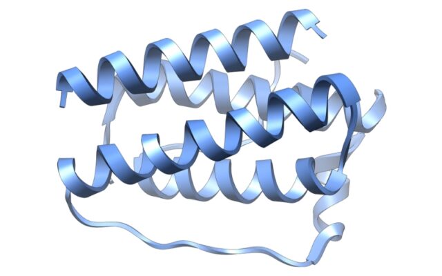 Leptin là gì? Hormone điều chỉnh cảm giác no giúp bạn giảm cân